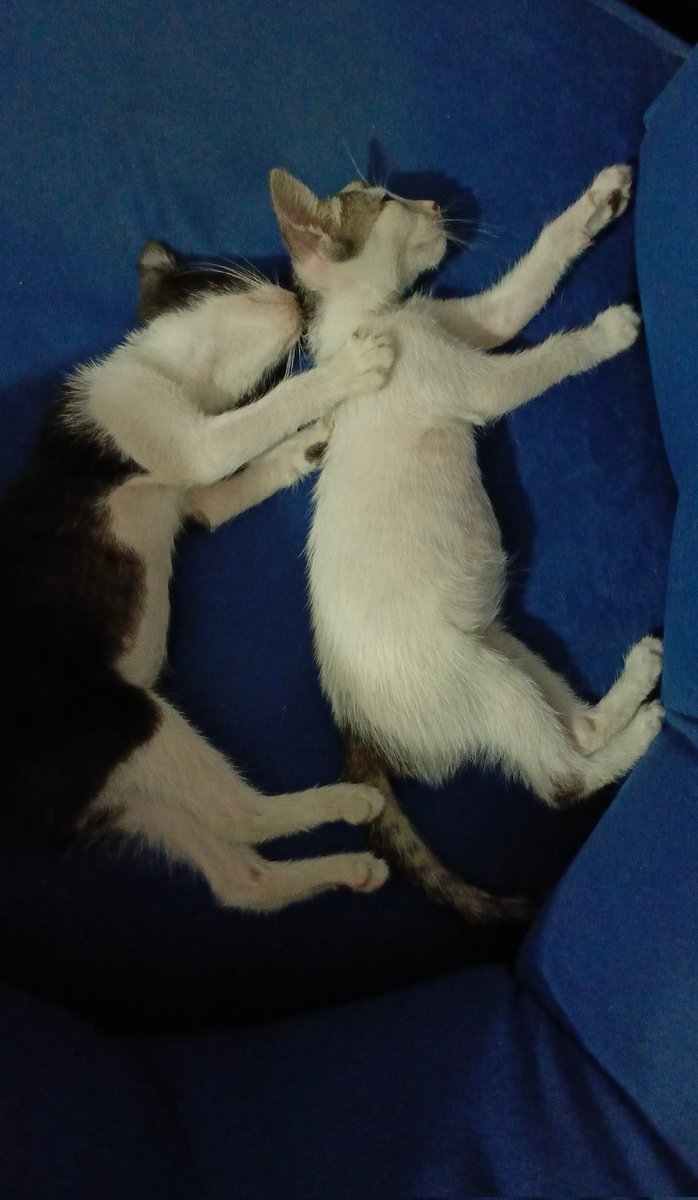 la_correita's tweet photo. 🆘🆘😻😻
Buscamos un hogar comprometido, responsable y amoroso❤️ para tener una vida digna, somos hermanitos rescatados, hembrita (blanquita) y varón. 
🙏🏻Ayúdanos con RT y un ❤️  Estamos desparasitados y somos muy cariñosos. 
Adopta con el corazón ❤️ 04142266042
Caracas https://t.co/fjEg3IRiqg