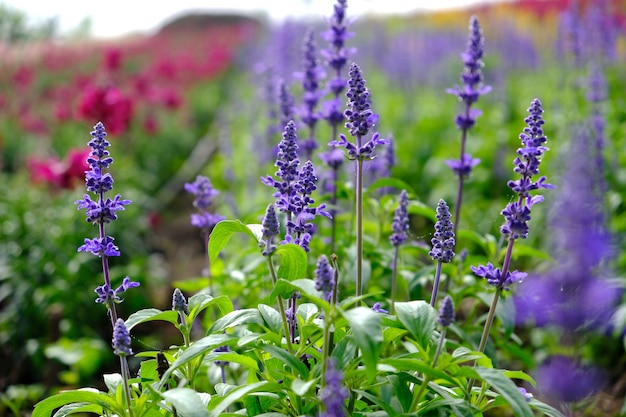 Semana del Español: 20 abril
Masterclass sobre aromas con Eva Johnston de Swiss NeuroComestics. ¡Descubre lo que hay tras la ciencia y las plantas medicinales orgánicas!
afie.es/actividades

#SemanaEspañol2024 <a href="/Afie/">Afie</a> #palabrasmas