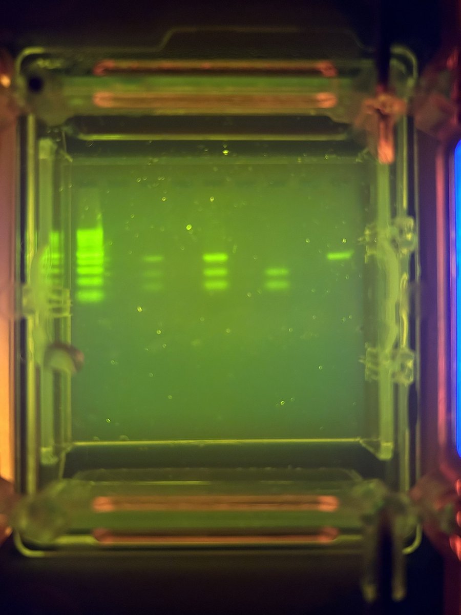 Today was a very awesome day—thanks entirely to the <a href="/fhfeorg/">Forest Hills Foundation for Education</a> and their generous grant! Gel electrophoresis in 1 class period with flawless results and students so excited they can’t wait to share videos!! THANK YOU!!