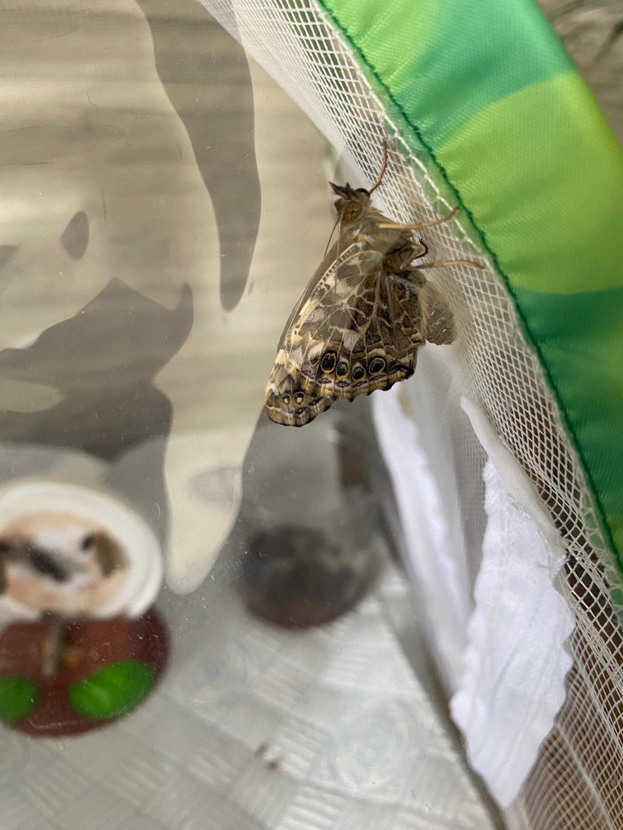 ClassPolarBears's tweet image. The PBs were excited to see our new additions to the classroom on their first day back 🦋