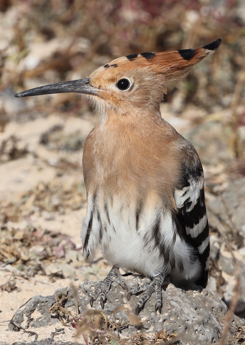 Hoopoe #birds #birdwatchers #birdphotography #birdoftheday #photographylovers #pájaro #oiseau #vögel