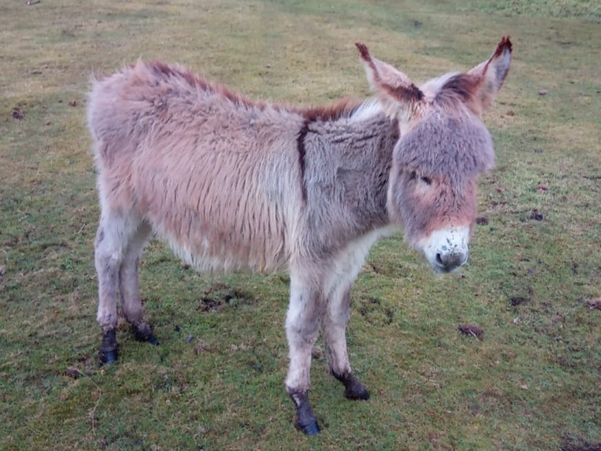 'I often think back to the lost foal I met on that first day and how far he has come.” 💬 A young donkey who had an impairment affecting his front legs is now changing lives as part of our Donkey Assisted Activities herd in Leeds ➡️ bray.news/3xuKhCy