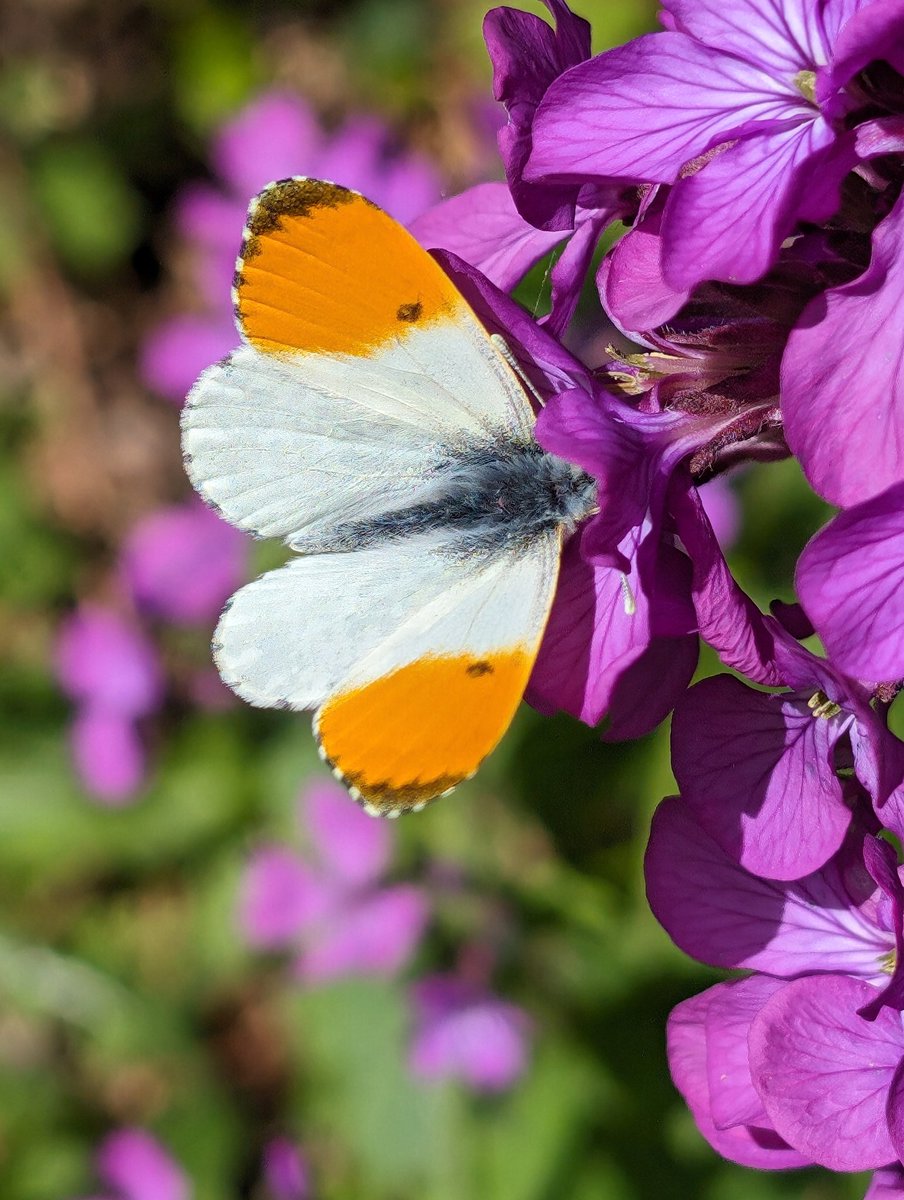 nmtownsend's tweet image. 🦋 This orange tip butterfly was enjoying the honesty flowers in the sun just before the hail shower earlier #Butterflies