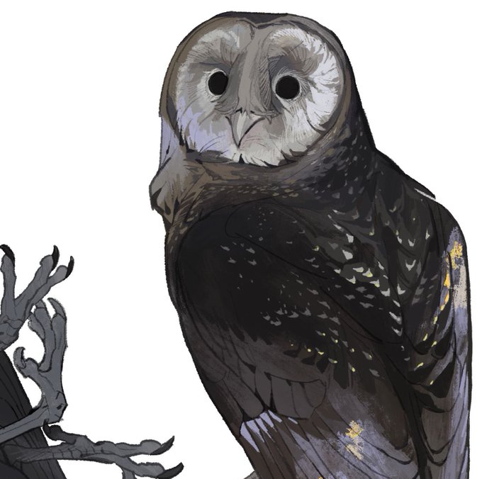 「beak black eyes」 illustration images(Latest)