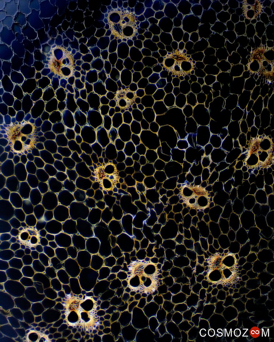 🌽 THE HIDDEN FACE OF CORN 🌽
In this image, captured under the microscope, we can appreciate the internal structure of the corn stem in a fascinating and detailed way. The vascular bundles, which transport water and nutrients throughout the plant, take on a surprisingly similar