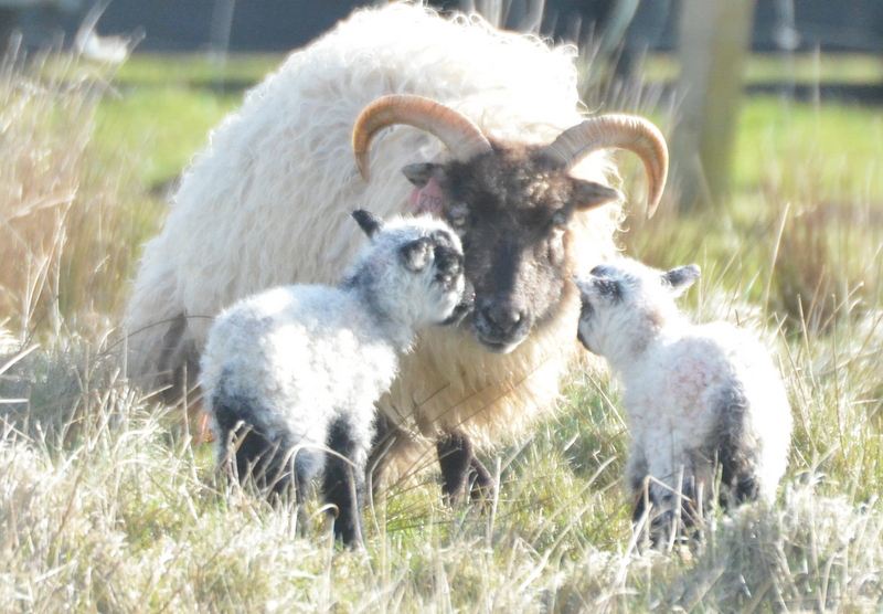 A lovely photo of another pair of twins from the Lochend flock in Shapinsay. This is ewe Clare & father of these fine male lambs is L.Cedric who has unusual tan markings on him, so his nickname is Erik the Red.