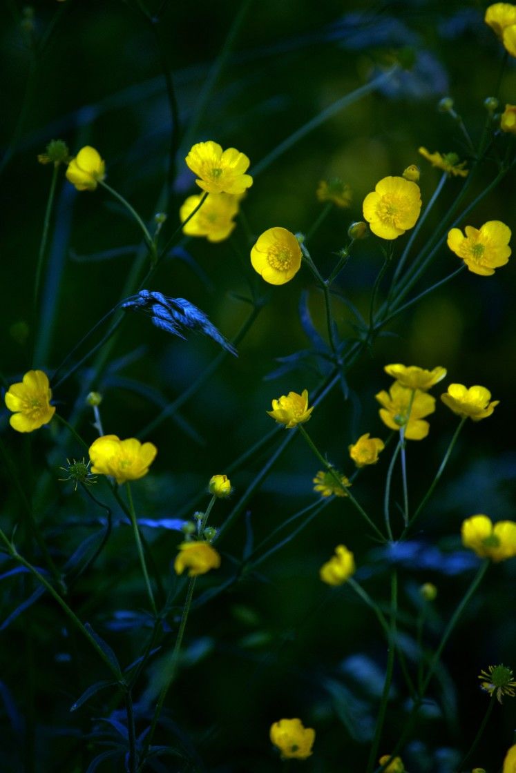 'Yellow Flowers' by Rebecca Windsor ⁠ 📷: buff.ly/3vXfeyP ⁠ #Picfair⁠ ⁠ _⁠ ⁠ Create your Picfair store today and join over 1,000,000 #Photographers selling their photos with their own website!⁠ _⁠ ⁠ #photo #photooftheday