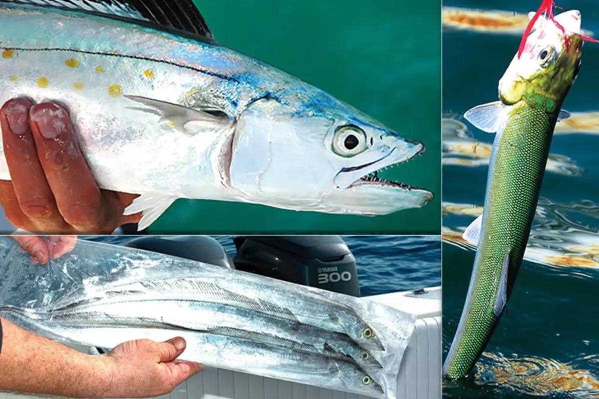 If you want to target big king mackerel, trying using bigger baits. Here's how via Florida Sportsman Magazine: bit.ly/3PJYH8c

#FindYourAdventure #fishing #fish #king #kingfish #kingfishing #bait #kingmackerel