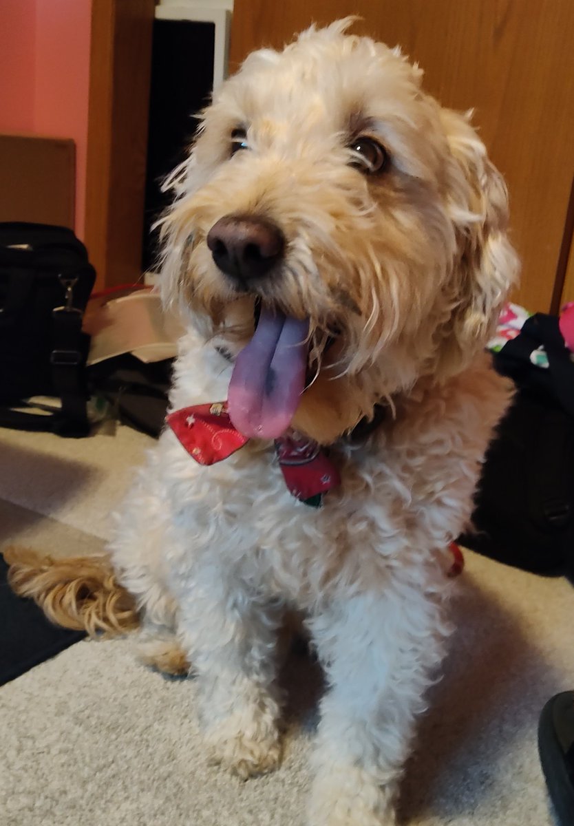 This is not a happy #TongueOutTuesday I been shaking and panting from the thunderstorms. Scary! We are in a Tornado Watch. Sure hope it passes soon! ⛈️🌪️🙄🙏🐻👅