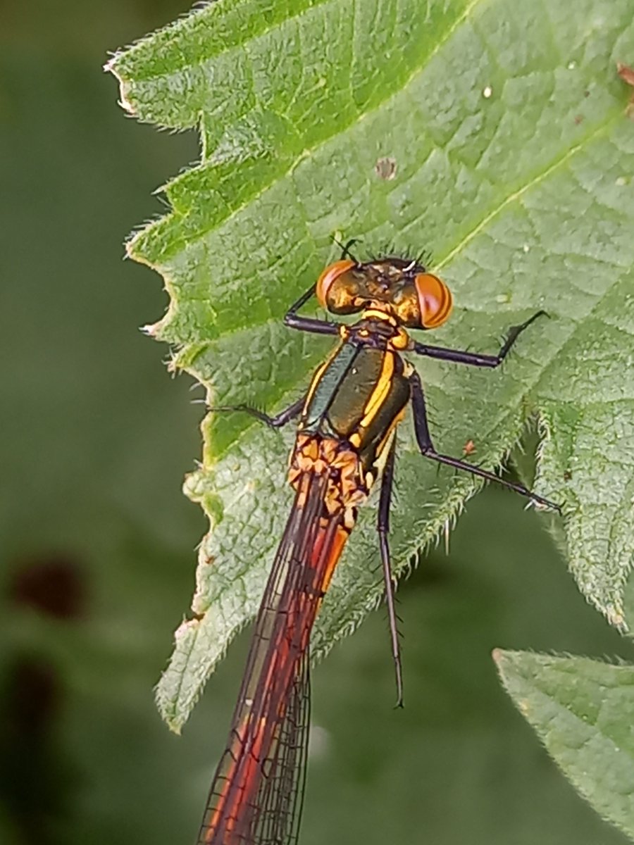 HenryStanier's tweet photo. In addition to hearing my 1st #Cuckoo of the year, today, I was delighted to see my 1st #LargeRedDamselfly as well. As I have a long-standing fascination for #damselflies and #dragonflies, the @GreatFen is a perfect place to share it; https://t.co/BJZXpp51GV https://t.co/OQScJ7GgBg