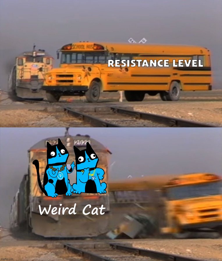 Weird Cat tweet media