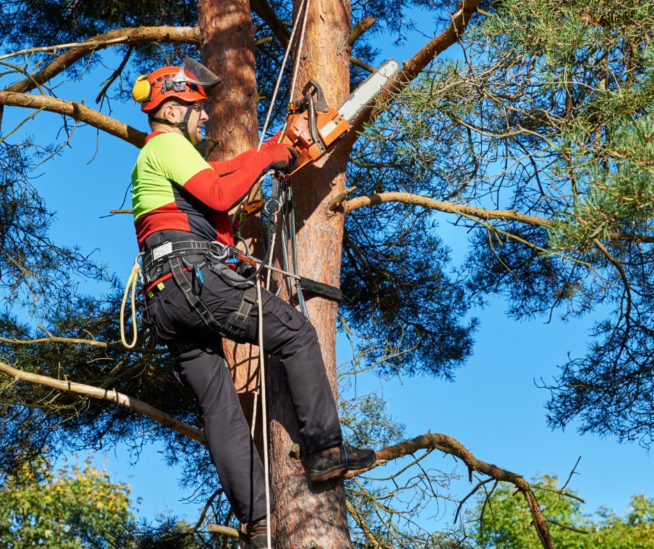 #cscgreentipoftheweek Beware tree trimmers who go door-to-door offering to prune your trees. They may remove living wood or top healthy trees that may not survive. Say no to the solicitor and yes only to a company with good reviews, an arborist on staff and free consultations.