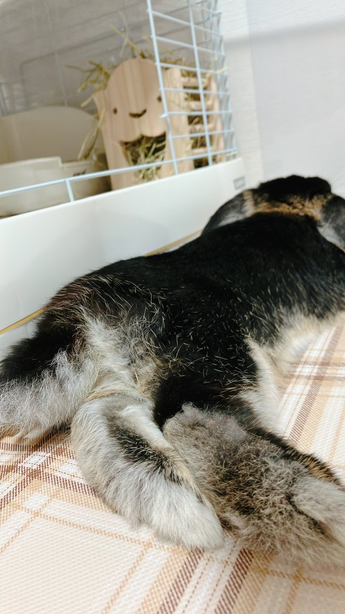 うさケツ

#うさぎのいる暮らし