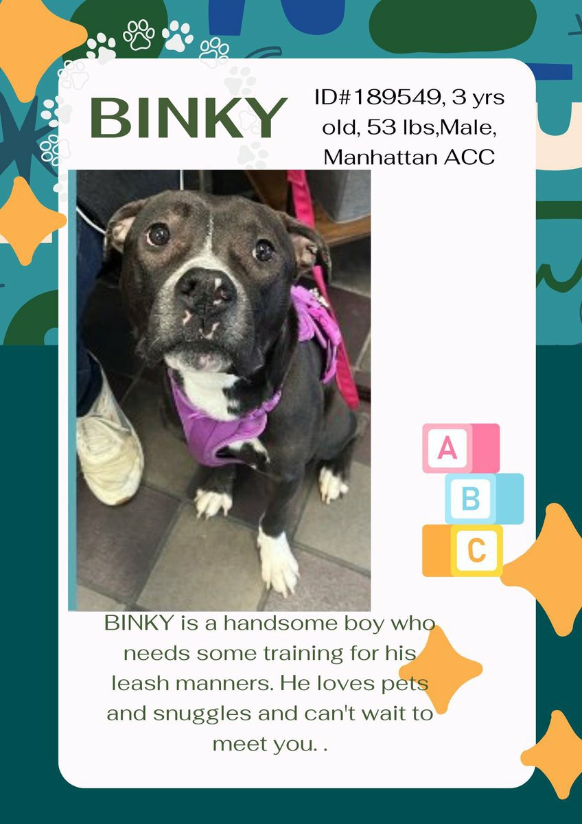 samj_jane's tweet photo. ποΈ Kill Command on BINKYπ 3yrs ποΈ Found Stray adorable boy is friendly active playful loving gd with other dogs best behaviour rating ! Needs #Foster #Adopter ASAP β π #Pledge Rt Share Dm @CathyPolicky @SuzanneSugar #FostersSaveLives
Save Binky ππ https://t.co/t6kY0LnZz8
