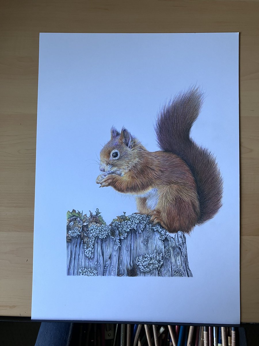Not the best light for a photo but I think this little one is about finished. #art #drawing #redsquirrel