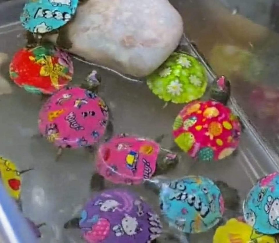 Kairo_Anatomika's tweet photo. This has been going around and it's an important cautionary tale.

Turtle shells need sun light to grow. If they are painted or have stickers stuck on them, the part that is covered wont grow with the rest of the shell, so they end up with  deformed shells. https://t.co/Bj6mxt3cEP