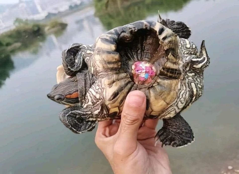 Kairo_Anatomika's tweet photo. This has been going around and it's an important cautionary tale.

Turtle shells need sun light to grow. If they are painted or have stickers stuck on them, the part that is covered wont grow with the rest of the shell, so they end up with  deformed shells. https://t.co/Bj6mxt3cEP