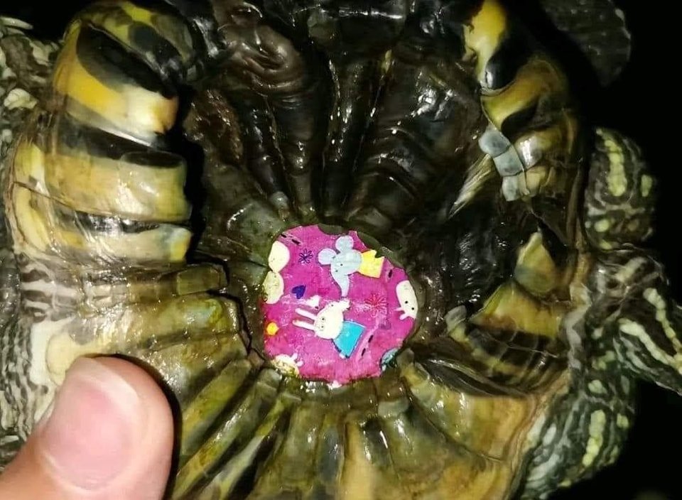 Kairo_Anatomika's tweet photo. This has been going around and it's an important cautionary tale.

Turtle shells need sun light to grow. If they are painted or have stickers stuck on them, the part that is covered wont grow with the rest of the shell, so they end up with  deformed shells. https://t.co/Bj6mxt3cEP