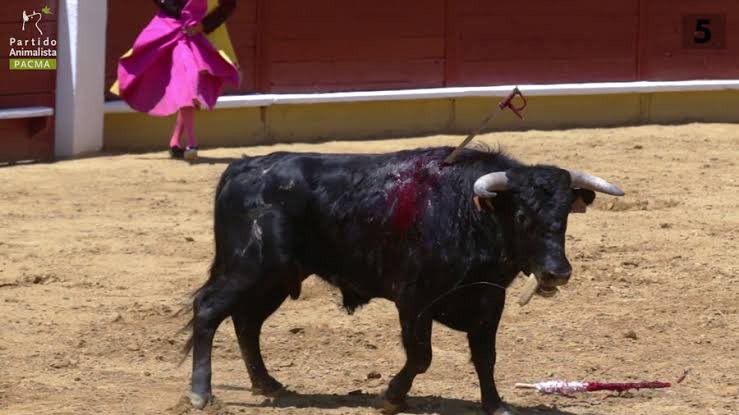 ¿Cómo olvidar que en el 2014 los taurinos torturaron a un toro dándole hasta 17 estocadas en la Plaza México? El Juez no hizo nada aunque violaron el Reglamento. Si eso sucede en las plazas de “primer nivel” imagen lo que sucede en las otras. Torturan animales, no los respeto.