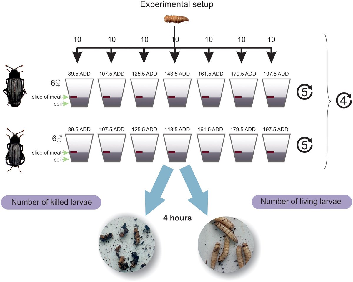 #LiteratureNotice Matuszewski & MĄdra-Bielewicz. Competition of insect decomposers over large vertebrate carrion: Necrodes beetles (#Silphidae) vs. blow flies (Calliphoridae). doi.org/10.1093/cz/zoa… #Beetle #Beetles #CarrionBeetles #InterspecificInteractions