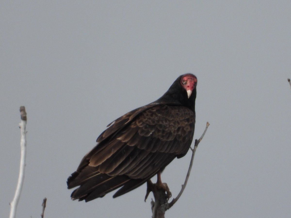 beetlingbirder tweet picture