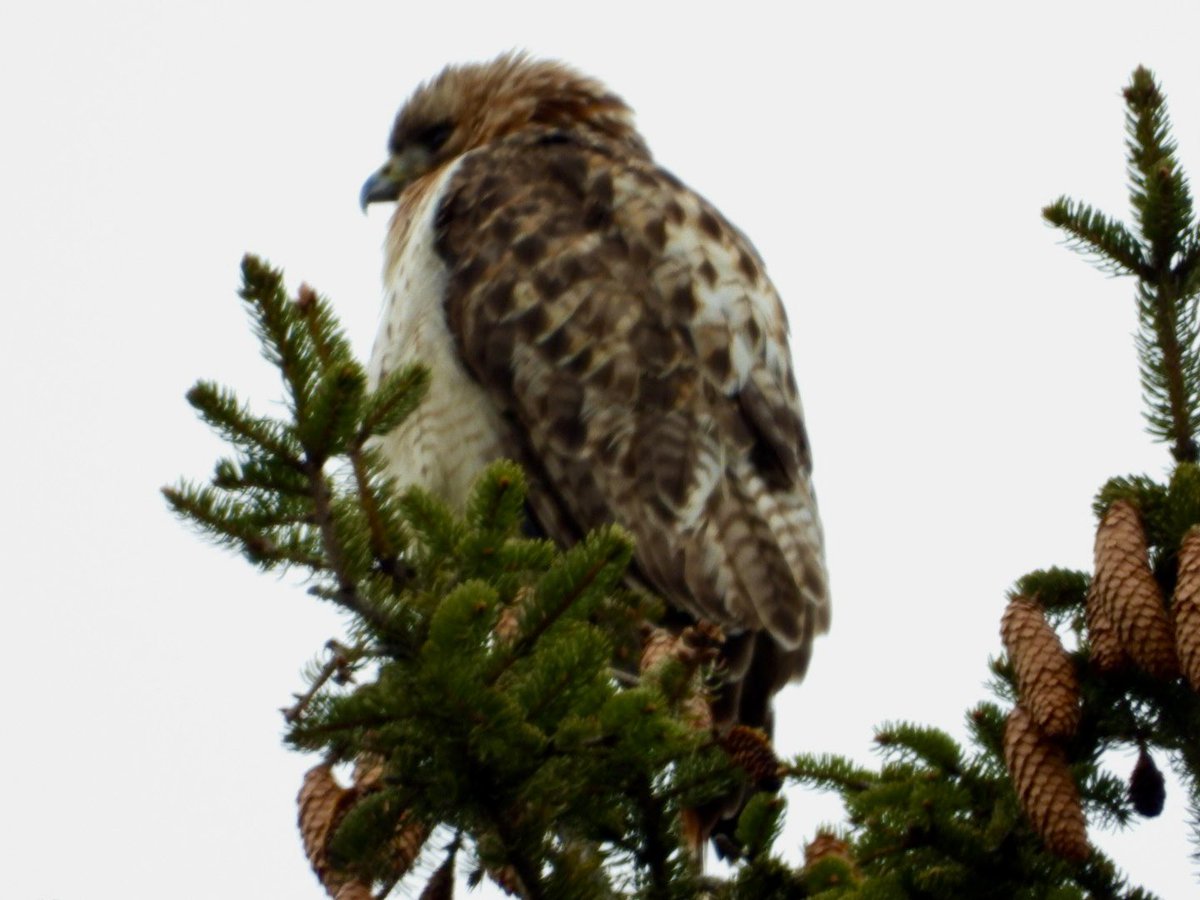beetlingbirder tweet picture