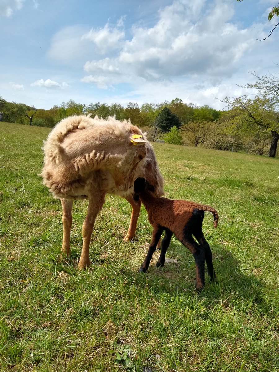 Stracciatella weiß nicht so recht, was sie mit der winzigen Tuffy anfangen soll. 😳 Erst recht nicht, als diese plötzlich erforscht, ob da irgendwo Milch abzugreifen wäre. 🥰🍼🐑 Aber alle sind lieb zu den Kleinen, wenn wir mit ihnen Weidekontrolle laufen. #SchönesGegenSchlimmes