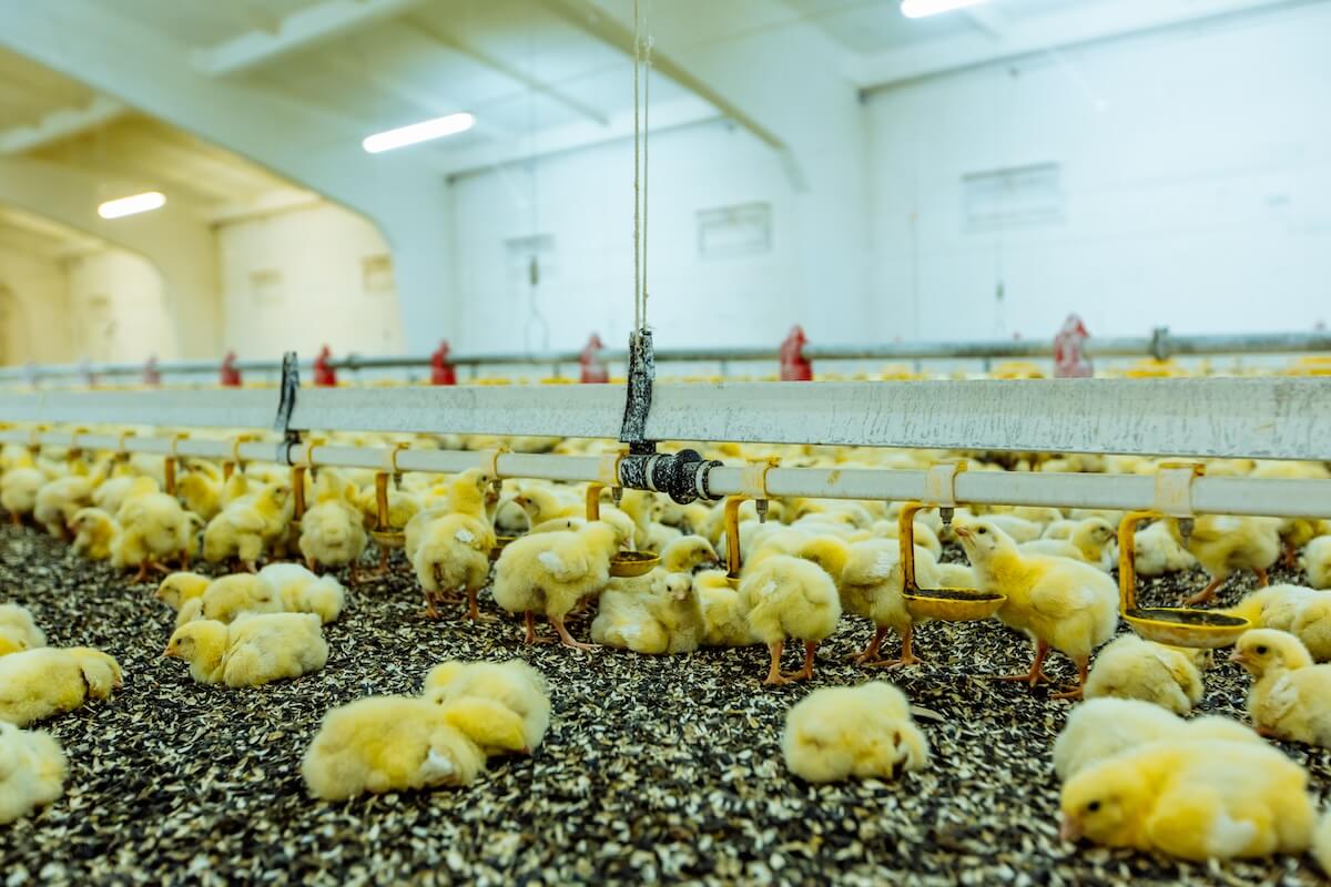 drobiarze's tweet photo. Władze Niderlandów dotują likwidację hodowli zwierząt na terytorium kraju - Rząd Niderlandów kontynuuje akcję likwidacji hodowli zwierząt #FUNDUSZE PROMOCJI - https://t.co/AoG44aIM0p drobiarze #drobiarzepl https://t.co/6ztrlj2Vjw