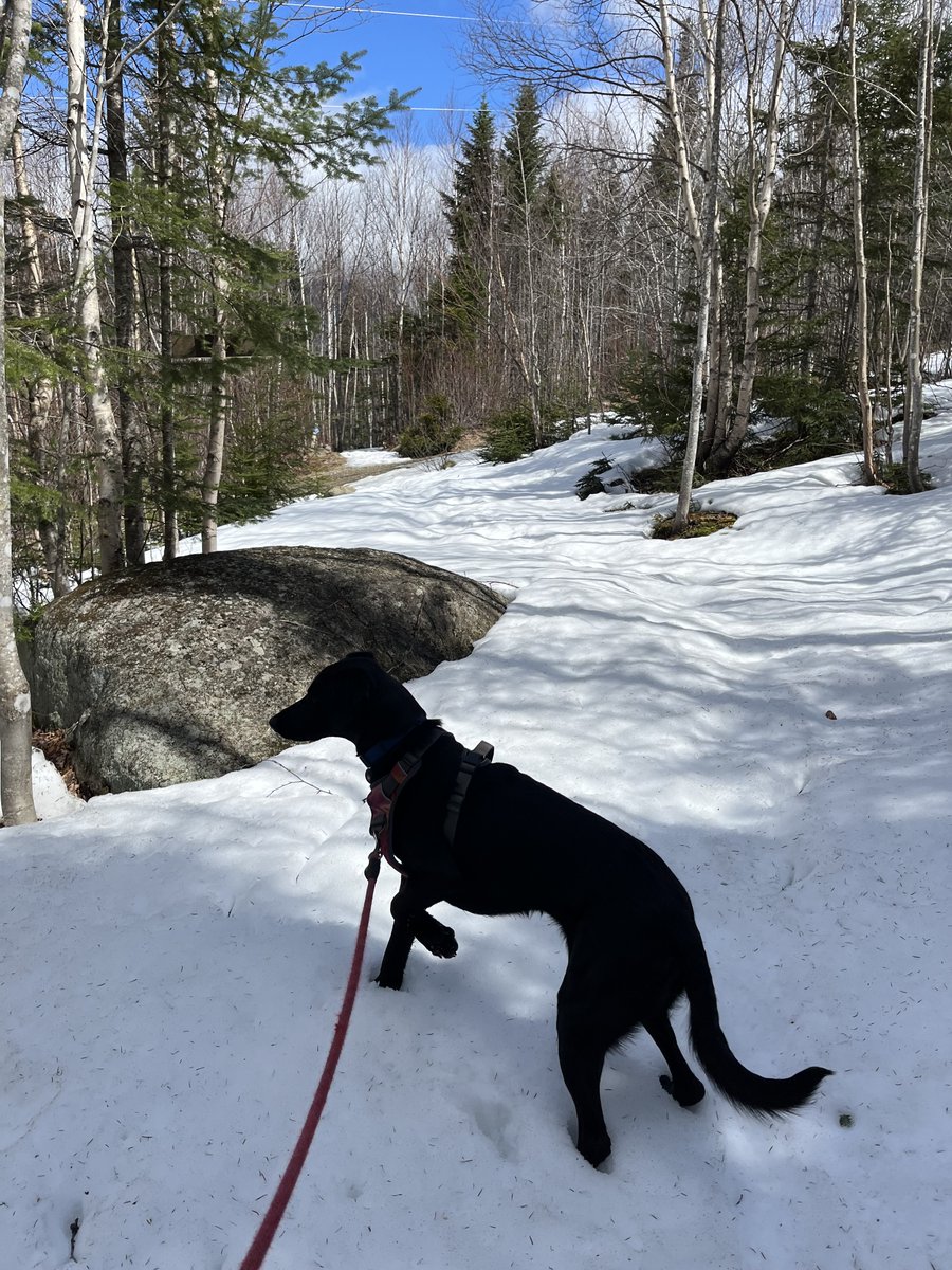 Saw a ruffed grouse today in the Western Mountains of Maine!! Well, to be fair, Athena saw it first.