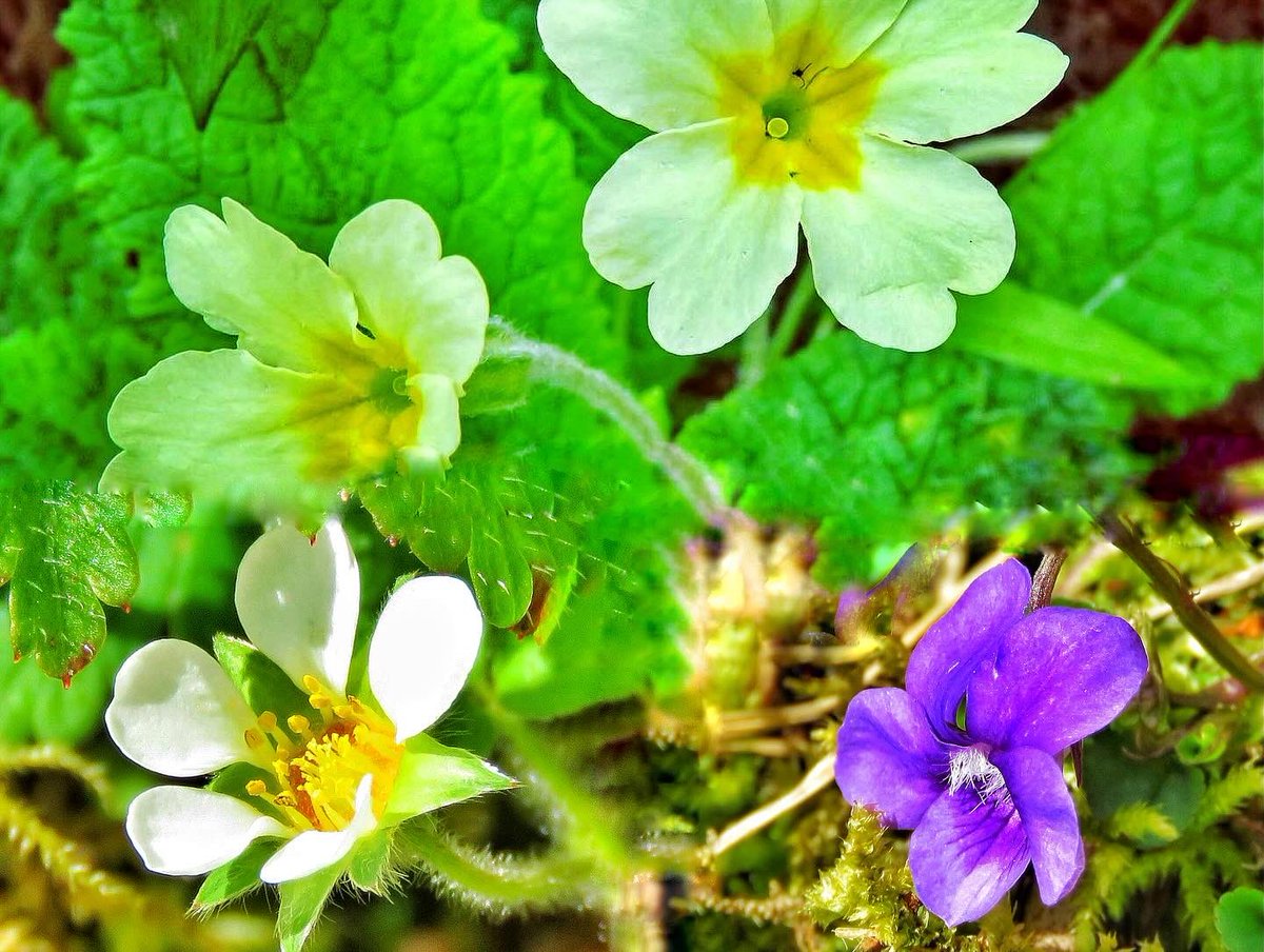 oldcrofthouse's tweet photo. #springwalks #stunningviews #wildflowers #wildlife #westmorlanddales #yorkshiredaleswalks #yorkshiredalesnationalpark #smardale #disusedrailway #wainrights #coasttocoastwalk #northpenninesaonb #lakedistrictnationalpark #springwalking #goodforthesoul #hikingadventures #Cumbria https://t.co/n9d0QRiFW7