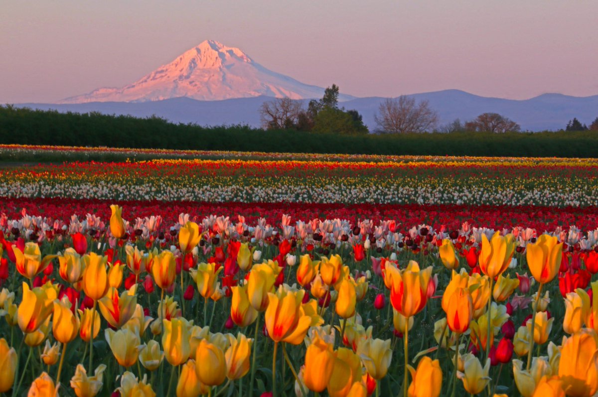 Spring is for trying new things! Find something new with our huge list of new @PDXJobs listings ---> pdxpipeline.com/newjob #pdxjobs

(Wooden Shoe Tulip Farm's Tulip Fest)