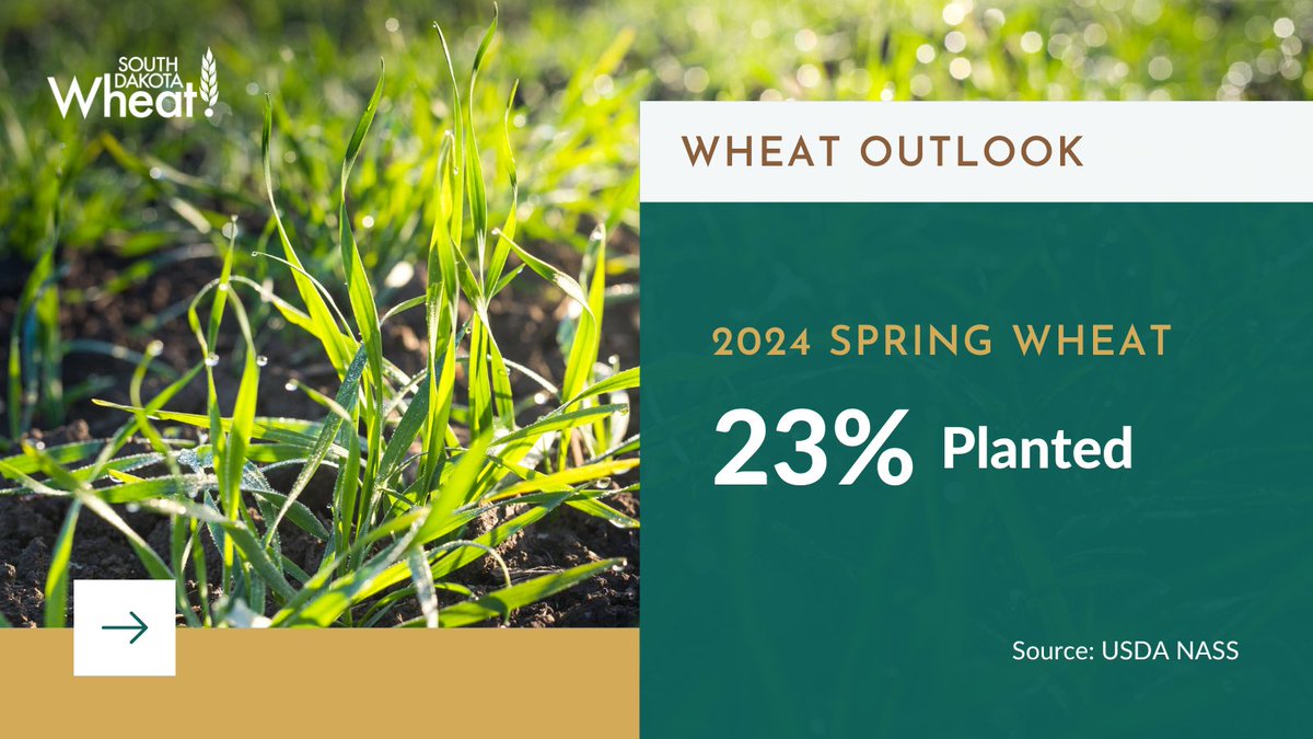Statewide, spring wheat is at 23% planted, well ahead of 1% last year, and ahead of 13% for the five-year average.🌾 #Plant24 #SDWheat