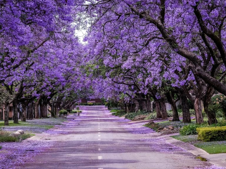 Agonzalezgamio's tweet photo. En mi última crónica recordamos la historia de cómo es que llegaron las jacarandas a la Ciudad de México. La pueden encontrar aquí: https://t.co/gVBtYwRUNC https://t.co/b3SnazM0fJ