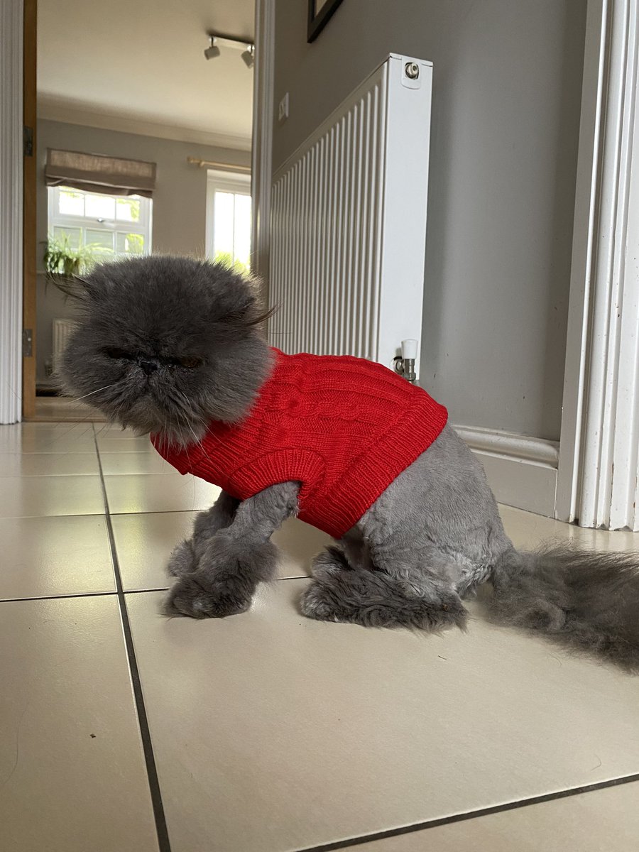 geog_on_teach's tweet image. We all need a bit of Rigby in our lives…