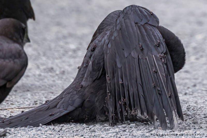 Anting is a behavior in which crows land on an anthill and allow ants to infest their feathers. The ants then spray formic acid on their feathers. This acid will act as an insecticide-bactericide that will rid the bird of all its disease-causing pathogens!🪶🐦‍⬛🐦‍⬛🐦‍⬛