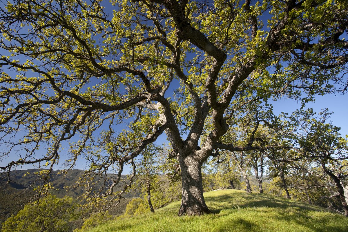 American Forests tweet media