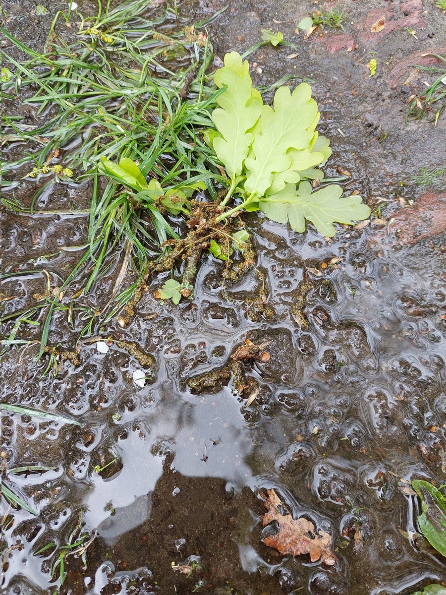 1/2 This years challenges for many birds captured in one picture. @niooknaw @piedflynet Too wet winter (causing more die-off of caterpillar eggs, Too early leaf development (causing a mismatch in hatching of the eggs and availability of caterpillars) and too much wind snapping..