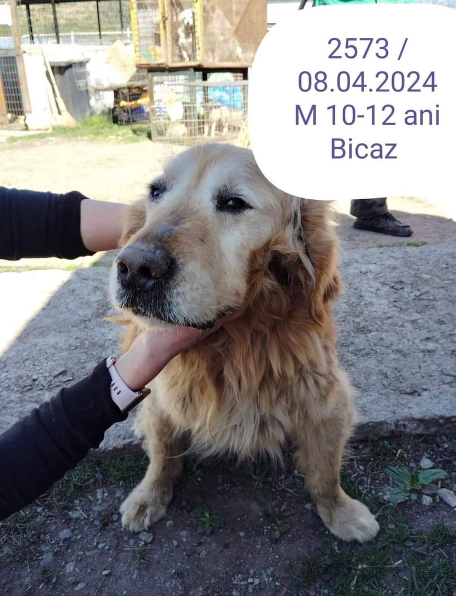 ⚠️URGENT APPEAL⚠️ This old boy is in an awful, hell hole of a public pound, destined to be euthanised on Thursday unless we can raise funds to get him out. Our rescuer, saw him in the pound and she said he is terrified. paypal.com/paypalme/Secon… Ref: BOY