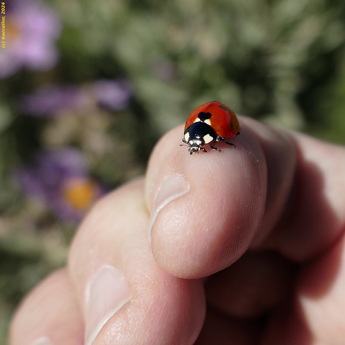 LorenzoGarciaCe's tweet photo. (1/3) Coccinella septempunctata, 'mariquita de siete puntos'.
Parque forestal de Valdebebas - Felipe VI, Madrid, España. Abril de 2024.
#garcellor #coccinellaseptempunctata #mariquitadesietepuntos #mariquita #parquefelipevi #faunademadrid https://t.co/tJBLAYz3lu