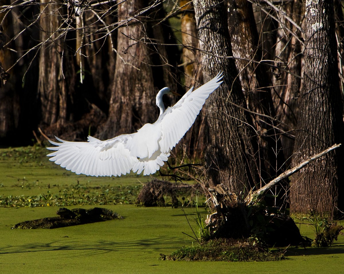 I use to do alot of photography. Landscape and wildlife I liked most. But also did wedding photography. Here is a wildlife shot I call 'Fly By'. See if you see the reason why and post your reply. #Swan #Wildlife