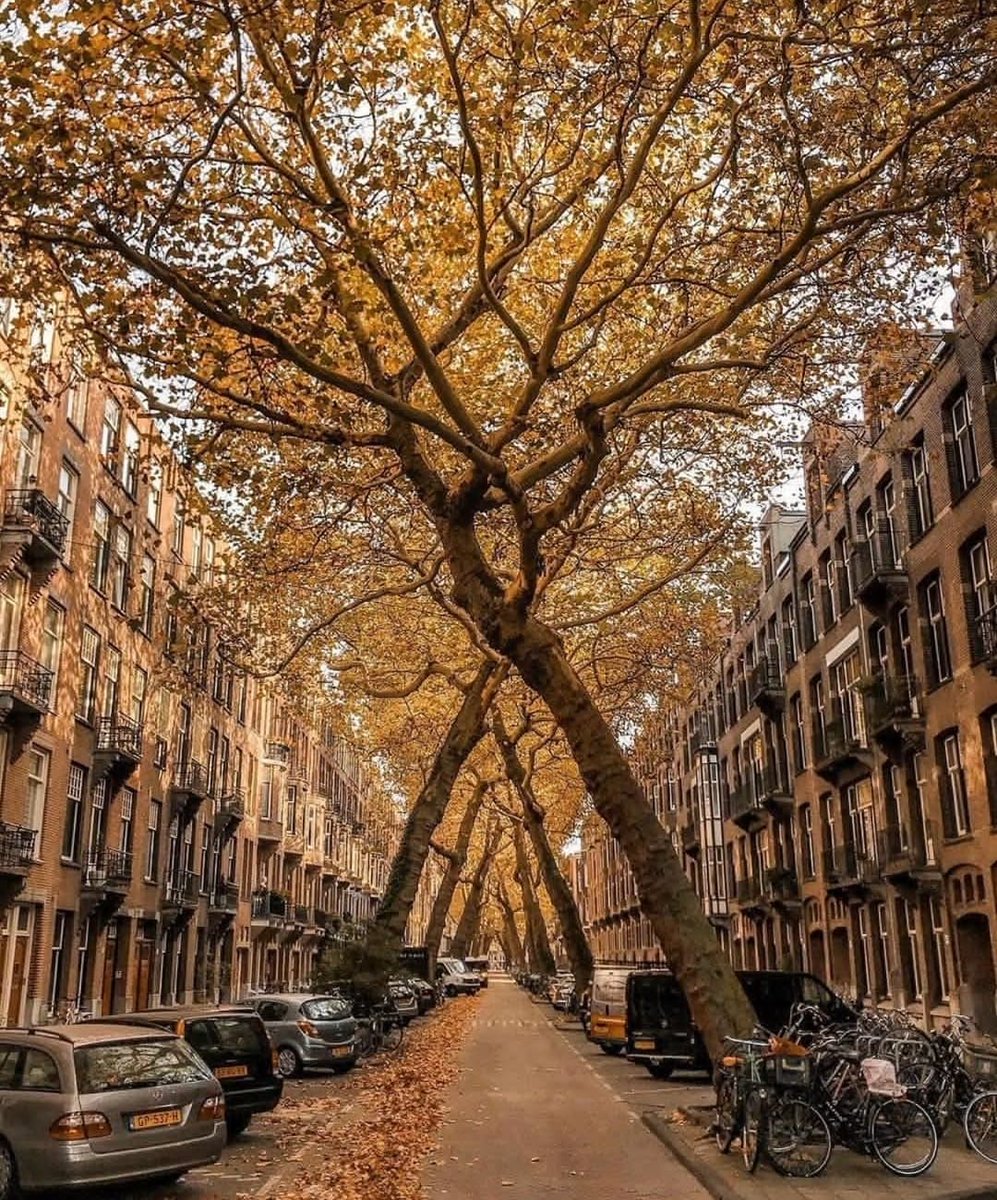 📸Amsterdam’da ağaçların simetrik şeklinde süslediği 'Lomanstraat Sokağı'.