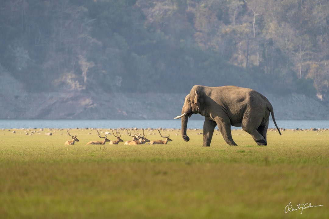 Dhikala , Jim Corbett  

April 2024

Sony a7RV + 200-600 mm

ISO 640 | 480mm | f 6.3 | 1/2000 |  0 ev

@NatGeoIndia @NatureIn_Focus @IndiAves @DiscoveryIN @Discovery @NatGeo @NGTIndia @ThePhotoHour