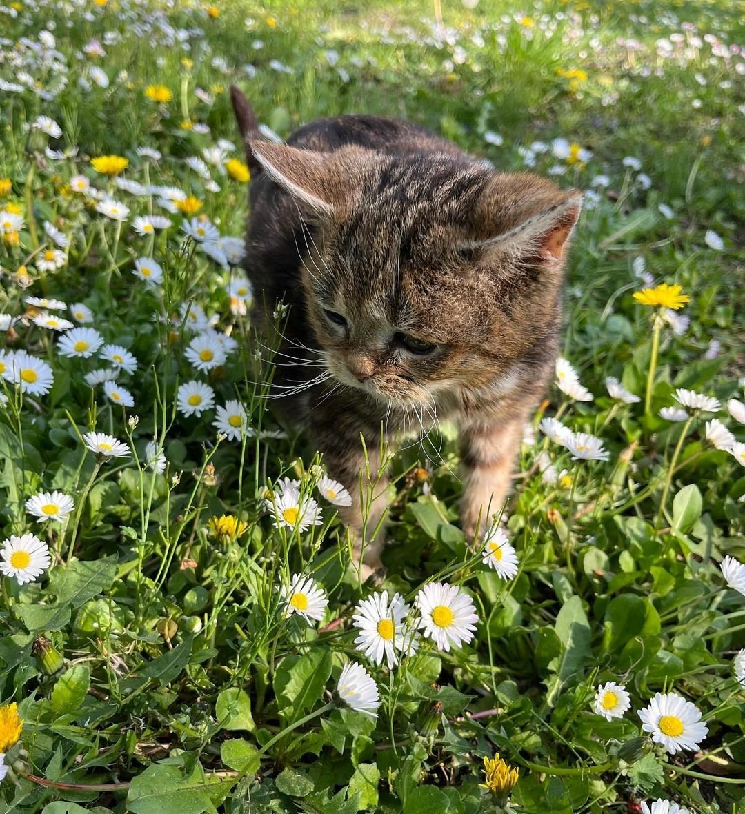 cats with powerful impression 🐾 tweet media