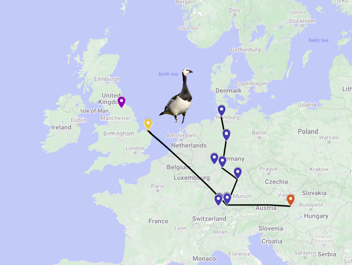 Latest update on our wandering North Yorkshire Barnacle Geese. Ringing location = purple. They've been seen at multiple sites in Germany (blue) during winter 23/24. One has returned to the UK (Cley, Norfolk, yellow) and one has gone east to the Austrian/Hungarian border (orange)!