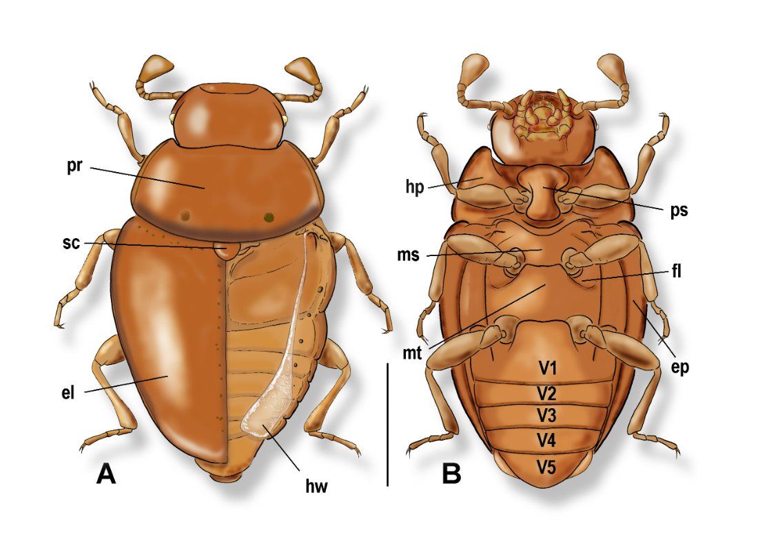 #LiteratureNotice Delgado & Palma. A revision of the genus Cholovocera Victor, 1838 (#Coleoptera: #Endomychidae). doi.org/10.5852/ejt.20… #Beetle #Beetles #HandsomeFungusBeetles #NewSpecies