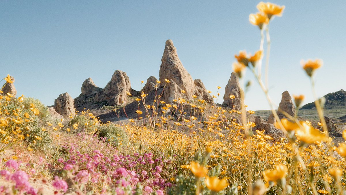 frames from a desert bloom 🎞️