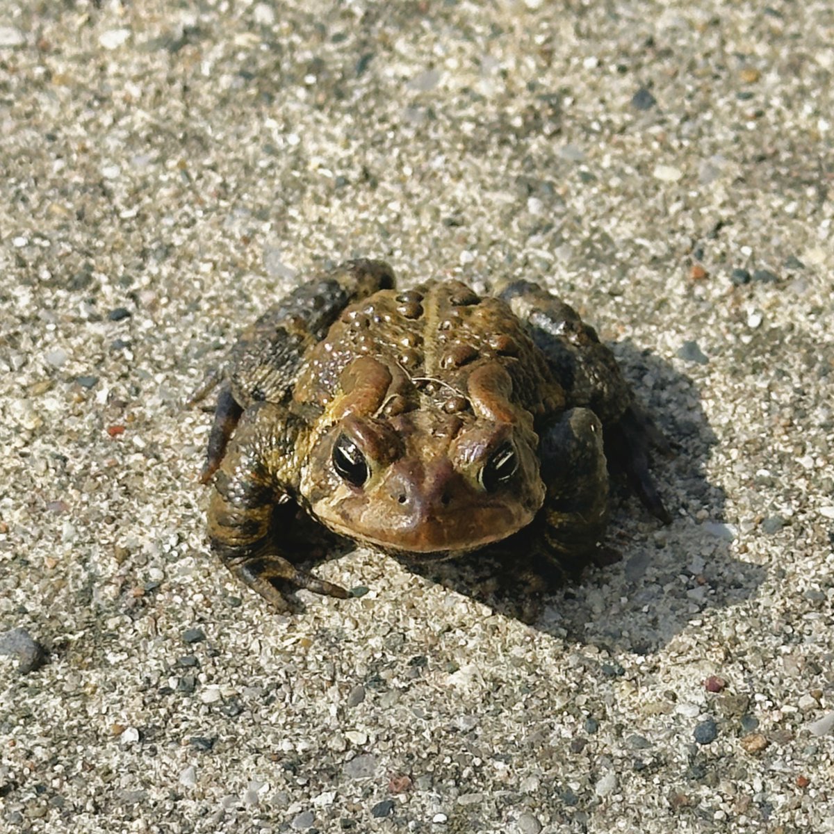 StratCons's tweet image. Running views.
#MichiganSpring
La última de este mes en MI.