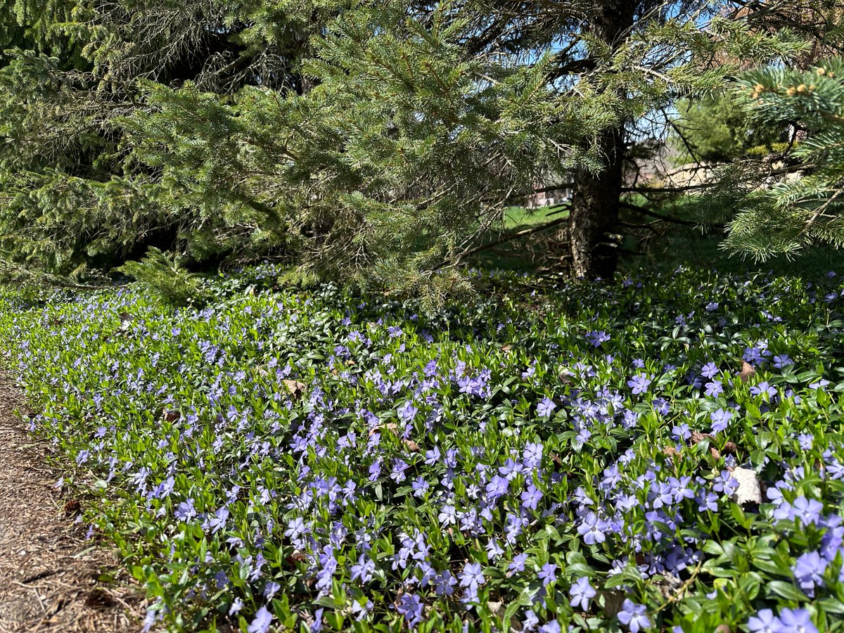 StratCons's tweet image. Running views.
#MichiganSpring
La última de este mes en MI.