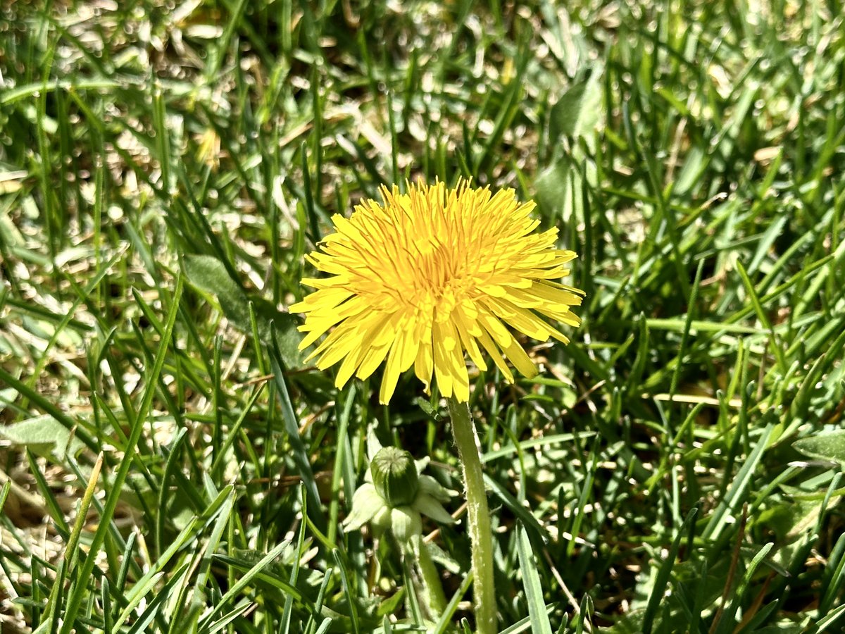 StratCons's tweet image. Running views.
#MichiganSpring
La última de este mes en MI.