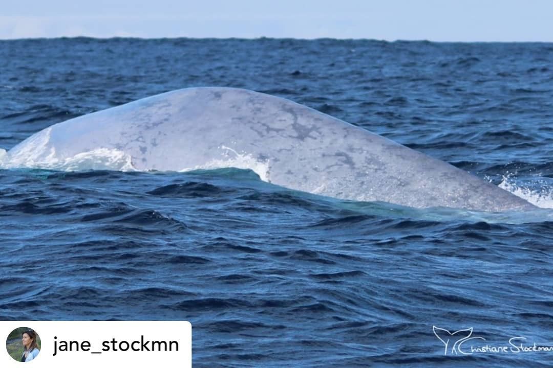 An Absolutely Amazing First Encounter with a Blue Whale. Read the full story here: buff.ly/2Tv05Ol
Photo by Jane
This is an encounter from 2019
#WhaleTales